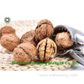 Factory Price Bulk packing Walnut Kernels Light Pieces